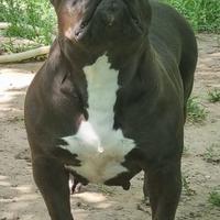 American bully