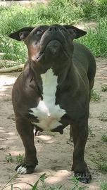 American bully