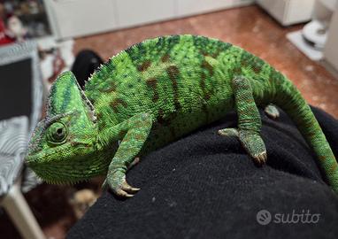 Camaleonte calyptratus femmina e teca
