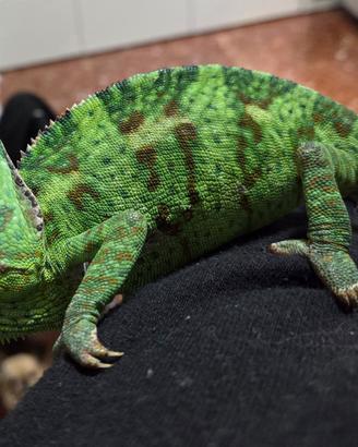 Camaleonte calyptratus femmina e teca