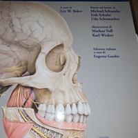 anatomia della testa e del collo per odontoiatri