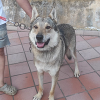 Cane lupo cecoslovacco maschio adulto