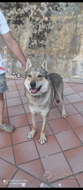 Cane lupo cecoslovacco maschio adulto