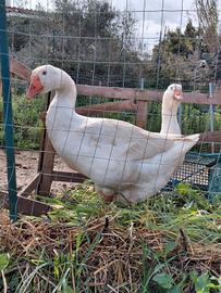 oca romagnola