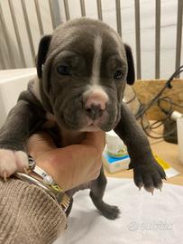 Cuccioli American bully