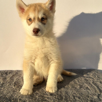 Siberiana Husky con Pedigree Enci