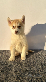 Siberiana Husky con Pedigree Enci