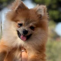 Spitz tedesco nano con certificazione Enci