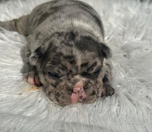 Bulldog francesi esotici