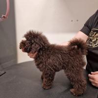 Cuccioli barboncino