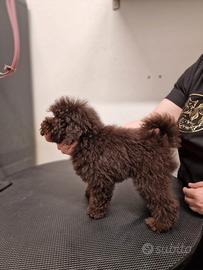 Cuccioli barboncino con pedigree