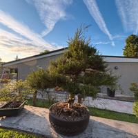 Bonsai
