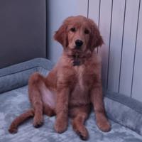 Golden Retriever Americano