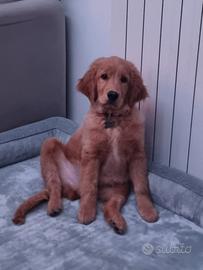 Golden Retriever Americano