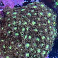 Corallo Zoanthus Radioactive