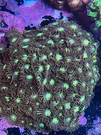 Corallo Zoanthus Radioactive