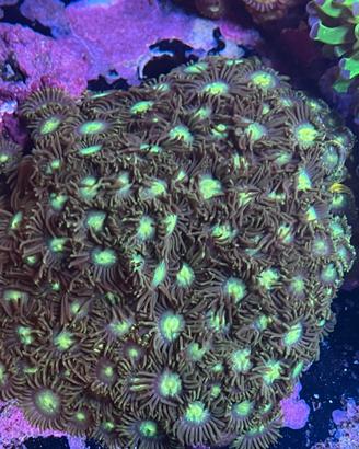 Corallo Zoanthus Radioactive