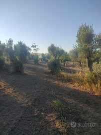 Vendita Uliveto