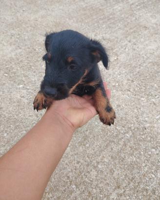 Terrier