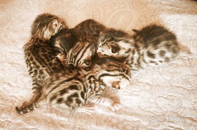 Cucciolo di Gatto Bengala 3 mesi