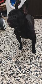 Bulldog francese