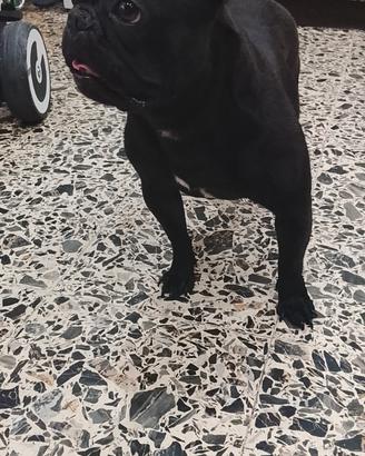 Bulldog francese