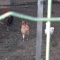 Galline americane