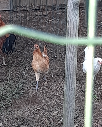 Galline americane