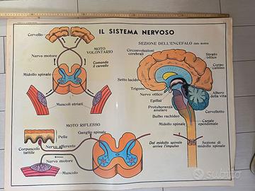 Cartina Tavola Didattica Donati Milano -Sistema Ne