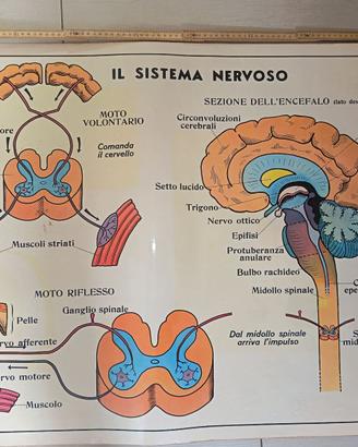 Cartina Tavola Didattica Donati Milano -Sistema Ne
