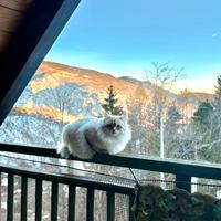 Gatto Siberiano Neva masquerade per monta