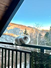 Gatto Siberiano Neva masquerade per monta