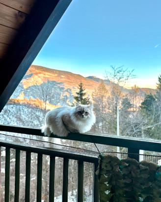 Gatto Siberiano Neva masquerade per monta