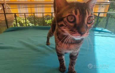 Bengala cuccioli unici, pelo leopardato