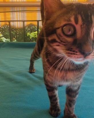 Bengala cuccioli unici, pelo leopardato