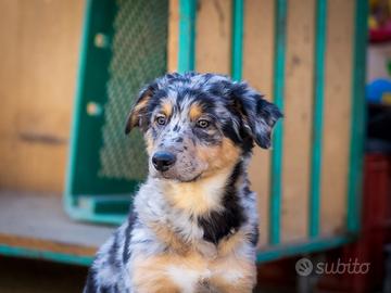 Cucciolo Pastore australiano merle X border collie