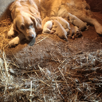 Golden retriever cuccioli con pedigree ENCI
