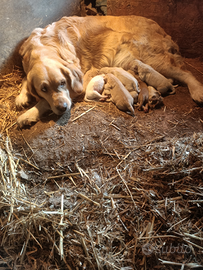 Golden retriever cuccioli con pedigree ENCI