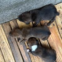 Cuccioli di segugio maremmano