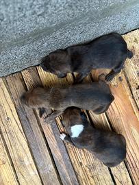 Cuccioli di segugio maremmano