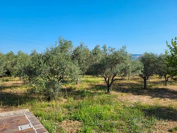 Casa immersa nel verde degli ulivi