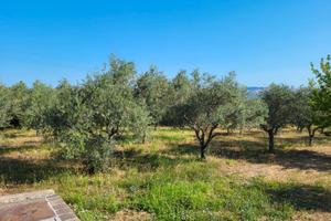 Casa immersa nel verde degli ulivi