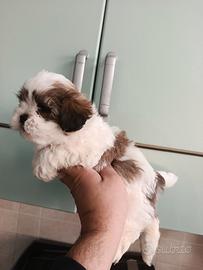 Cuccioli di schizu mini