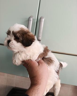 Cuccioli di schizu mini