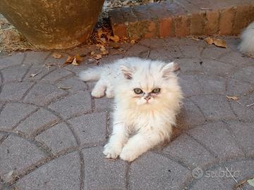 Gattini persiani