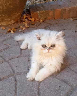 Gattini persiani