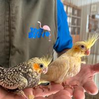 Calopsitta baby - Nymphicus hollandicus