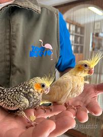 Calopsitta baby - Nymphicus hollandicus