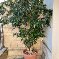 Ficus benjamina