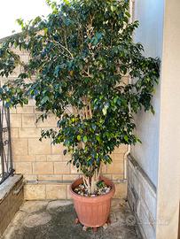 Ficus benjamina
